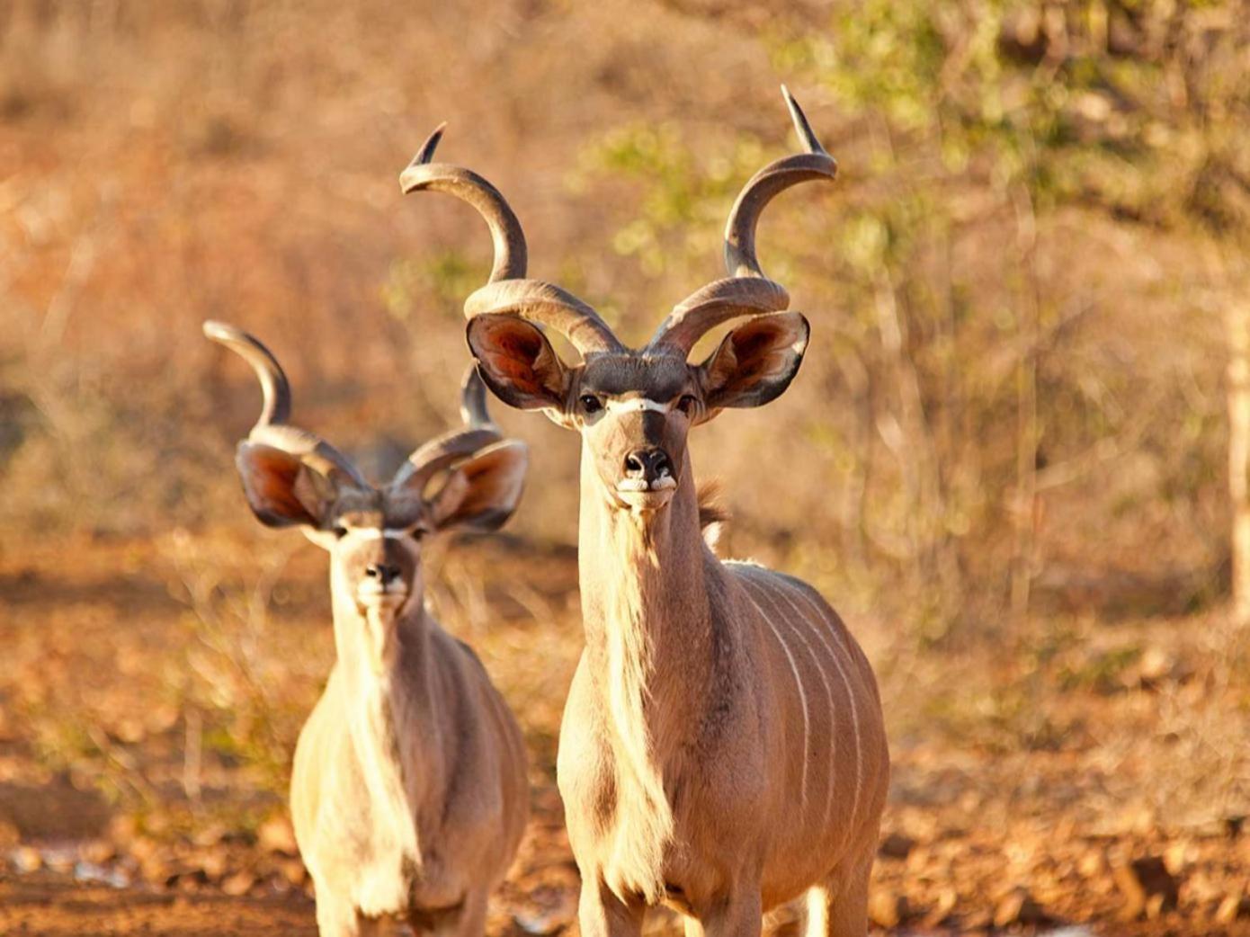 Kifaru Bush Camp Hotell Outjo Eksteriør bilde