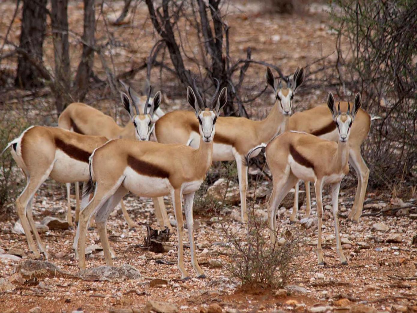 Kifaru Bush Camp Hotell Outjo Eksteriør bilde